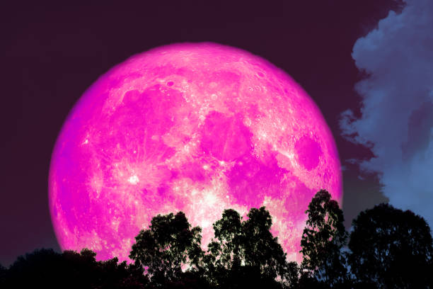 istock full pink moon over silhouette tree on the forest 983391932