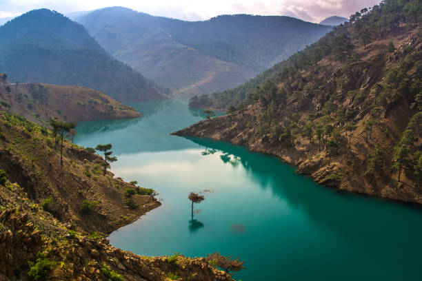 Green lake in mountains. Lonely tree is in the miidle of composition.