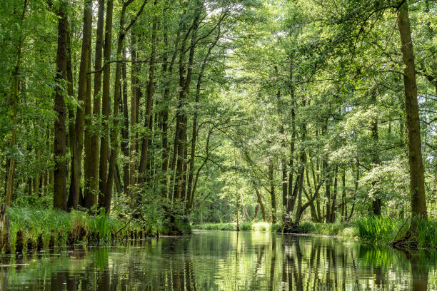 landscape in the Spreewald in Brandenburg in Germany landscape with rivers and forest in the Spreewald in Brandenburg in Germany spreewald stock pictures, royalty-free photos & images