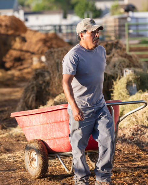 istock A man, close to a wheelbarrow has finished to dump hay. 983406156