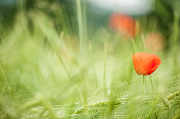 Blossom Poppies in the Field, Slovenia