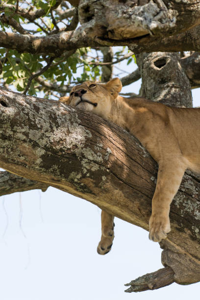 istock Tired female lion on a branch 983410416