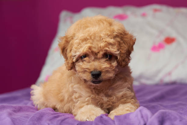 istock One poodle puppy lay on bed 983410672