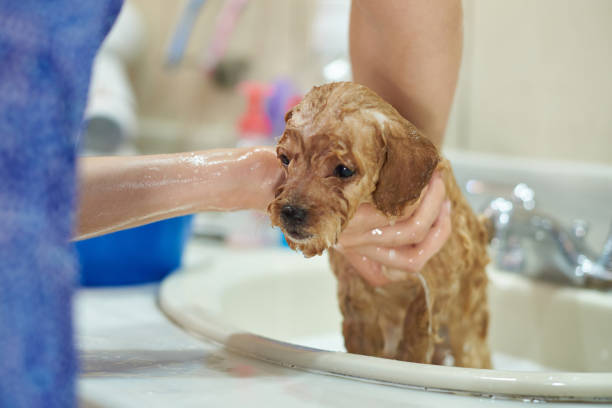 istock Close-up of wet puppy 983410952