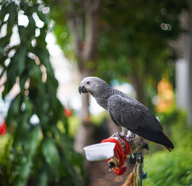 istock African grey parrot behind home 983416758