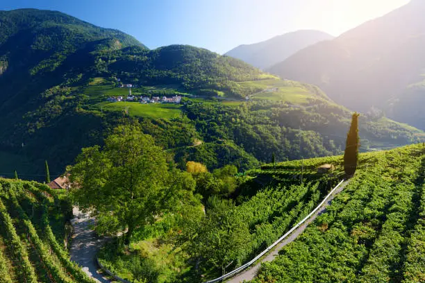 Scenic view of vineyards and apple tree orchards in Trentino-Alto Adige region of South Tyrol, Italy. Beautiful small Alpine village on a background.
