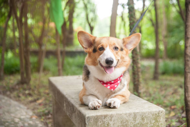 istock A Corgi dog is smile 983422242