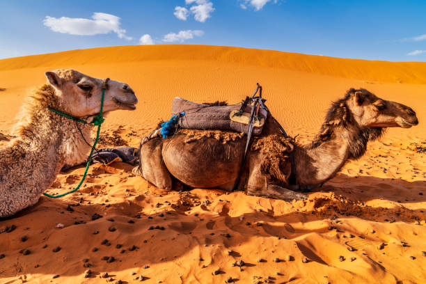 istock Camels in the Sahara Desert - Morocco 983425246
