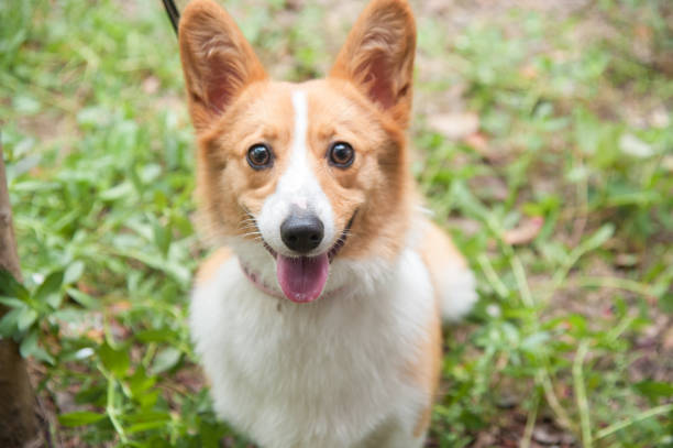 istock A Corgi dog is smile 983425378