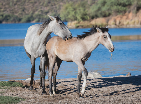 A young Salt River wild horse playfully nips at a younger colt