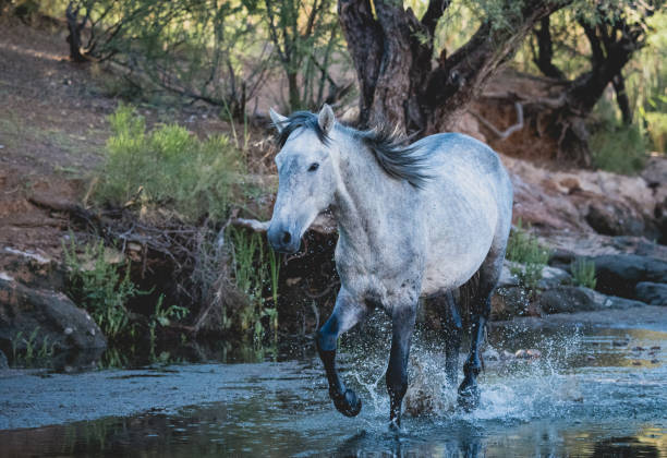 Wild horse in Arizona splashing in the water Salt River wild horse in Arizona splashing in the water while running river salt stock pictures, royalty-free photos & images