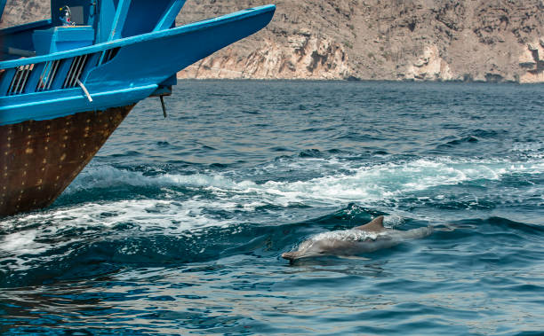 golfinhos brincalhões jubarte em uma faixa costeira de musandam omã - travel adventure water oman - fotografias e filmes do acervo