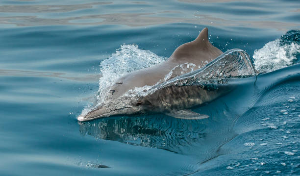 playful humpback dolphins in a coastal waters of Musandam Oman stock photo