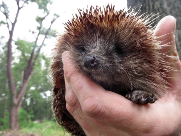 istock Hedgehog sits in a man's hand and looks at the camera 983426052