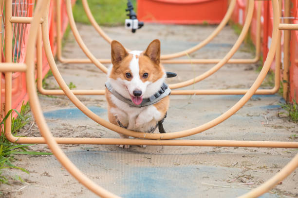 istock A Corgi dog is crossing the obstacle 983426252