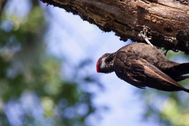 istock Shiloh Ranch Regional California - Woodpecker. 983426462