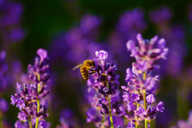 istock Bee near lavender flower 983426810