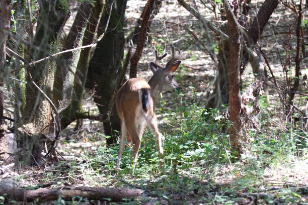 istock Dear - Shiloh Ranch Regional Park in southeast Windsor features a rugged landscape in the foothills of the Mayacamas Mountains. 983429254