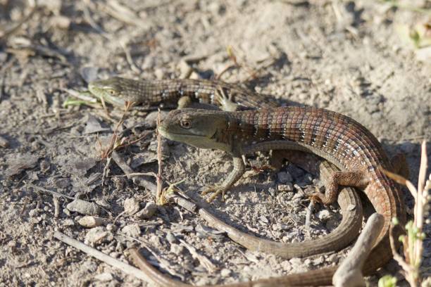 istock Shiloh Ranch Regional California - Lizard. 983430760