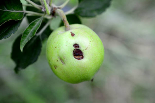 istock consequences to ripening apple after hail storm 983430816