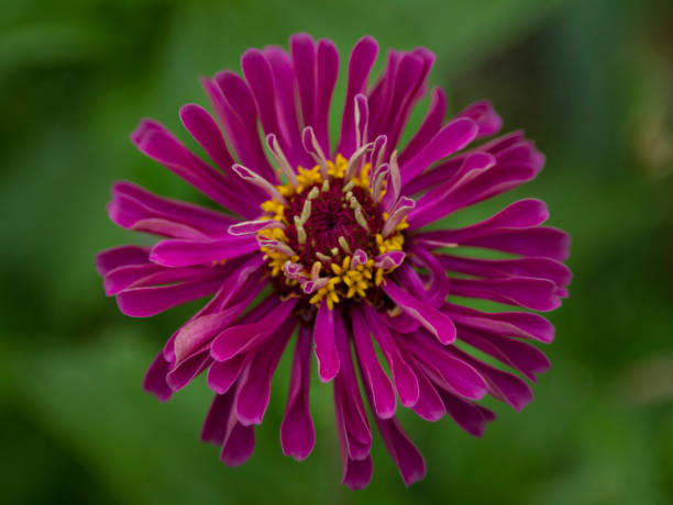 istock Zinnia flower closeup with blurred background 983431422