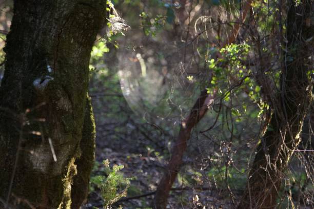 istock Shiloh Ranch Regional Park in southeast Windsor features a rugged landscape in the foothills of the Mayacamas Mountains. 983433708