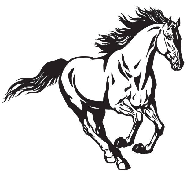 ilustrações, clipart, desenhos animados e ícones de galopando o cavalo preto e branco - mustang