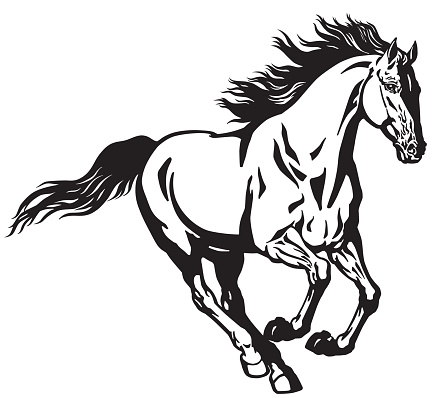 running stallion horse. Galloping wild pony mustang  .Black and white isolated  vector illustration