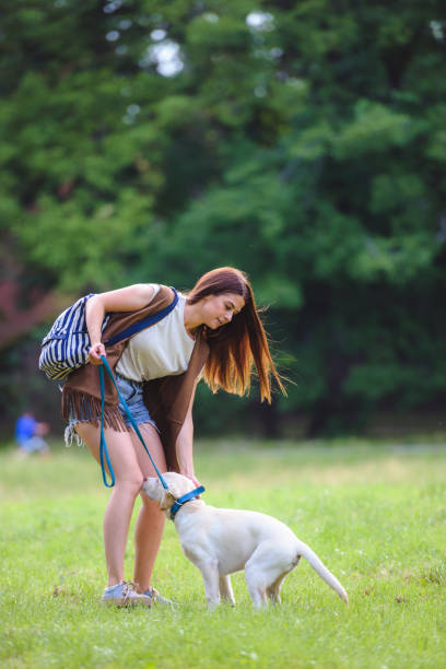 istock Young woman playing with Labrador Retriever in public park 983438470