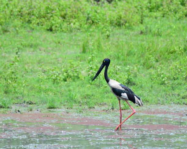 istock Lesser Adjutant Stork in Golaghat India 983438652