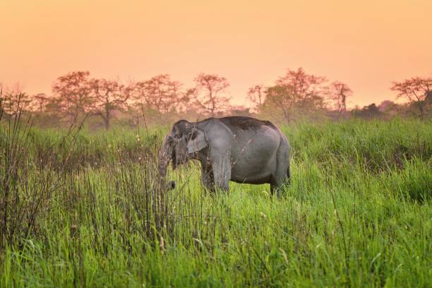 Pregnant Asian Elephant at Sunset stock photo