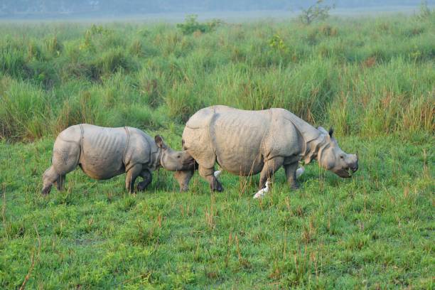 Nursing Indian Rhinoceros and Calf An Asian or Indian Rhinoceros, Rhinoceros unicornis, cow with her trailing calf nursing as the graze near the  Agoratoli Eco Tourism Resort in Assam, India.  Photo by Bob Balestri, dba Joesboy assam india stock pictures, royalty-free photos & images