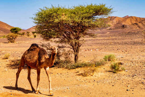istock Camel in the Sahara Desert - Morocco 983439316
