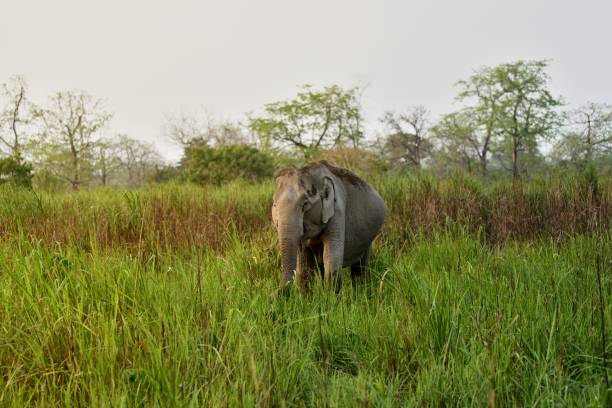 istock Pregnant Asian Elephant in Grass Field 983439628