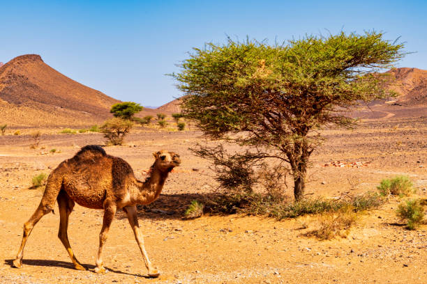 istock Camel in the Sahara Desert - Morocco 983439656