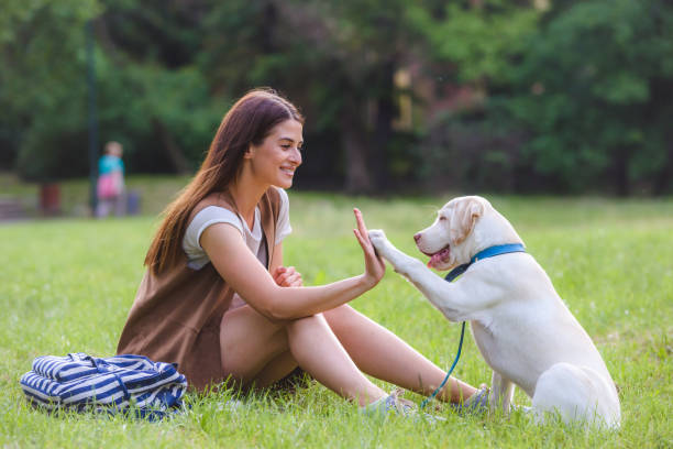 istock Young woman playing with Labrador Retriever in public park 983442504