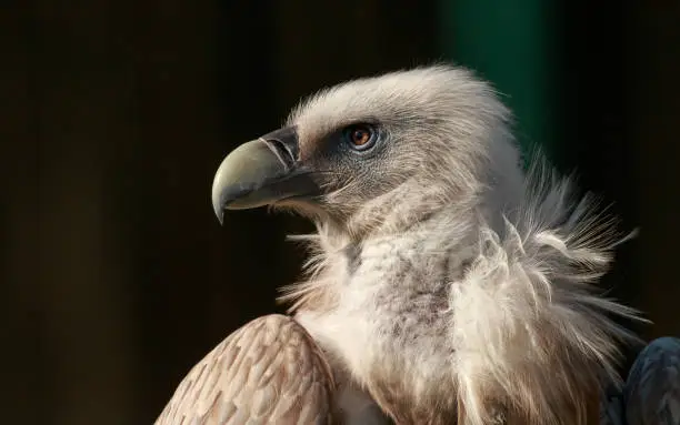 Himalayan griffon vulture (Gyps himalayensis) is huge Old World vulture with a pale brown ruff with white streaks, pale blue facial skin and yellowish robust bill.