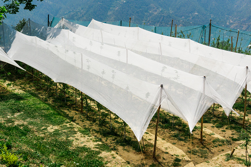 Netting tents and a nursery building to grow plants in the early stages. Shot on the grassy slopes of Shimla's hills with mountains in the distance these produce some of the best organic apples in the world