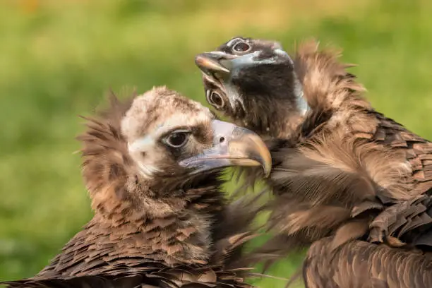 Cinereous vulture (Aegypius monachus) is also known as the black vulture, monk vulture, or Eurasian black vulture. The cinereous vulture is distinctly dark, with the whole body being brown excepting the pale head. It has brown eyes, a purplish cere and a blue-gray bill. Summer, Czech Republic.