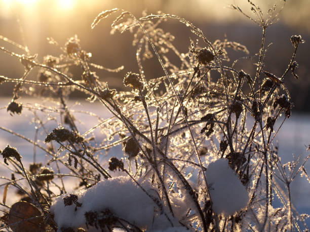 istock dry grass stems covered with hoar backlighted by rising sun 983443230
