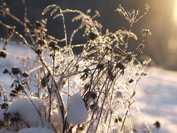 istock dry grass stems covered with hoar backlighted by rising sun 983443332