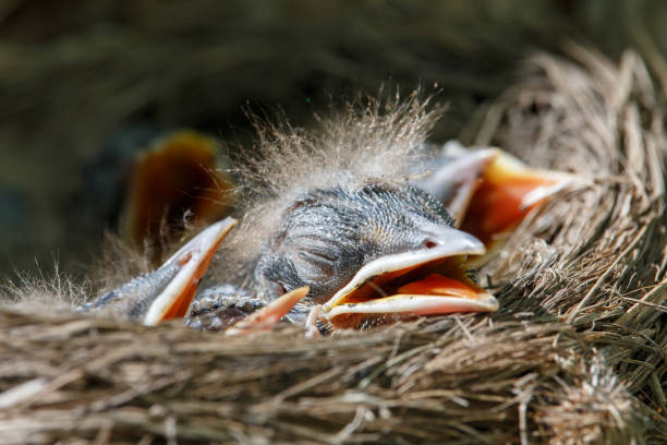 istock Fieldfare (Turdus pilaris) babies in the nest 983443806