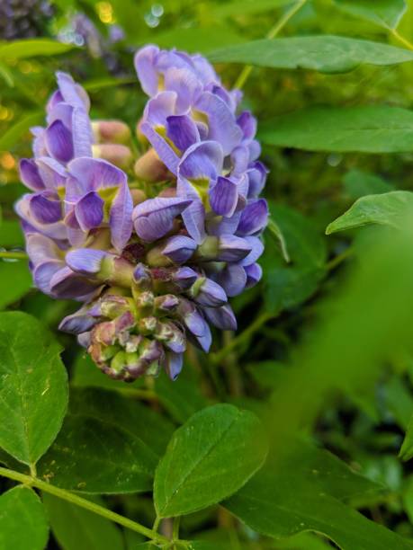 istock Wisteria beginning to bloom 983443808