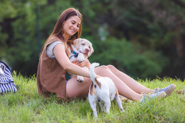 istock Young woman playing with Labrador Retriever in public park 983447924