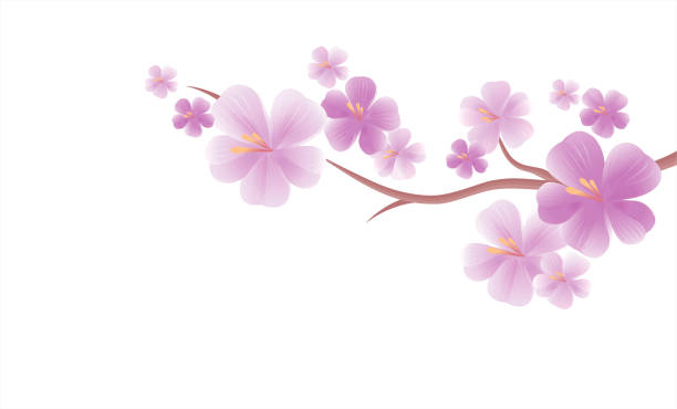 白い背景で隔離の紫色の花と桜の枝。桜の枝。ベクトル - sakura petal vector east点のイラスト素材／クリップアート素材／マンガ素材／アイコン素材