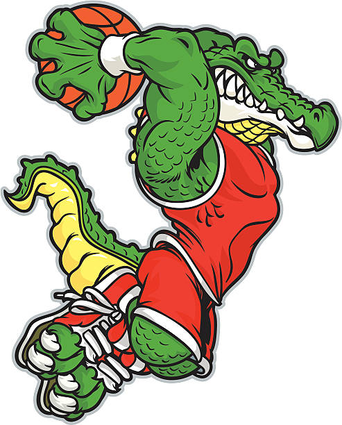 illustrations, cliparts, dessins animés et icônes de gator slam - alligator white background crocodile reptile
