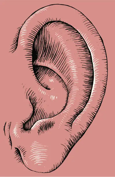 Vector illustration of Human Ear