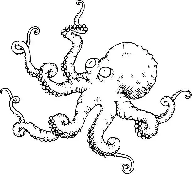 Vector illustration of Octopus