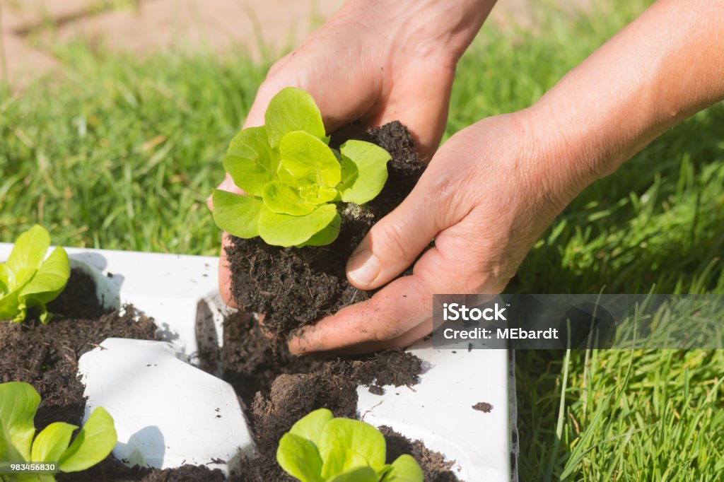 Junge Salat gepflanzt - Lizenzfrei Arme hoch Stock-Foto