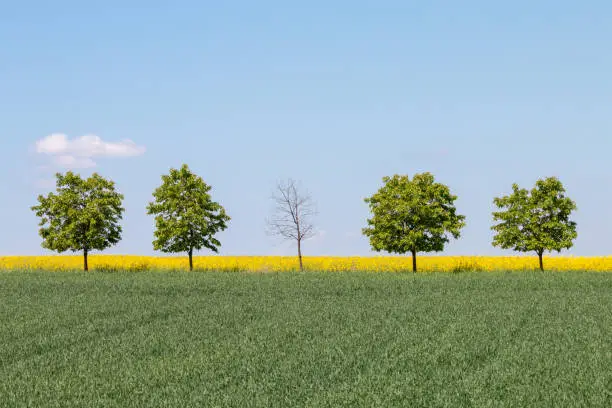 A bare tree in the center of a row of 5 trees on a green field. Clear blue sky, bright yellow strip of flowering oilseed rape, green wheat. Summer, Czech Republic, Northern Bohemia.